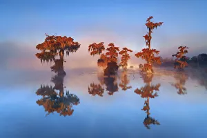 Lichen Prints: Bald cypress forest in fog - USA, Louisiana, St. Martin, Lake Martin