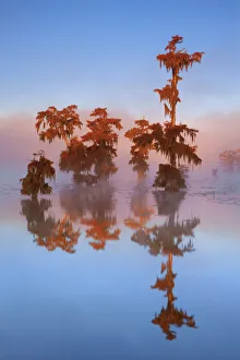 Lichen Prints: Bald cypress forest in fog - USA, Louisiana, St. Martin, Lake Martin