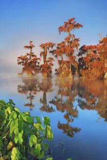 Louisiana Prints: Bald cypress forest in fog - USA, Louisiana, St. Martin, Lake Martin
