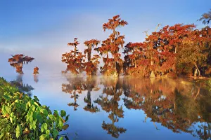 Lichen Prints: Bald cypress forest in fog - USA, Louisiana, St. Martin, Lake Martin
