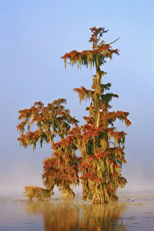 Louisiana Prints: Bald cypress forest in fog - USA, Louisiana, St. Martin, Lake Martin