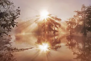 Lichen Prints: Bald cypress forest in fog - USA, Louisiana, St. Martin, Lake Martin
