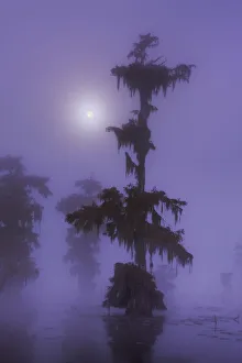 Louisiana Prints: Bald cypress forest with full moon in fog - USA, Louisiana, St. Martin, Lake Martin
