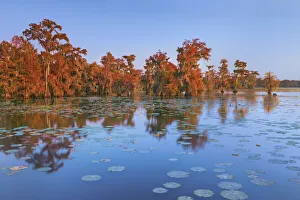 Lichen Prints: Bald cypress forest - USA, Louisiana, St. Martin, Lake Martin