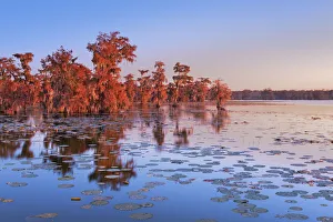 Louisiana Prints: Bald cypress forest - USA, Louisiana, St. Martin, Lake Martin