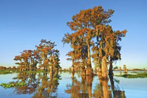 Lichen Prints: Bald cypress with spanish moss - USA, Louisiana, St. Martin, Henderson Lake