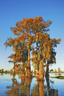 Lichen Prints: Bald cypress with spanish moss - USA, Louisiana, St. Martin, Henderson Lake
