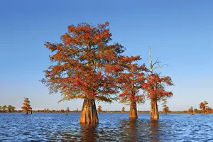 Louisiana Prints: Bald cypress - USA, Louisiana, St. Martin, Henderson Lake