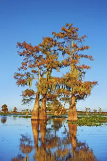 Louisiana Prints: Bald cypress - USA, Louisiana, St. Martin, Henderson Lake