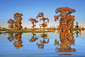 Lichen Prints: Bald cypress - USA, Louisiana, St. Martin, Henderson Lake