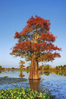Taxodium Distichum Prints: Bald cypress and water hyacinths - USA, Louisiana, St. Martin, Henderson Lake