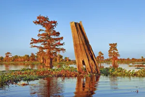 Taxodium Distichum Prints: Bald cypress and water hyacinths - USA, Louisiana, St. Martin, Henderson Lake