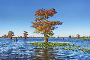 Louisiana Prints: Bald cypress and water hyacinths - USA, Louisiana, St. Martin, Henderson Lake