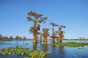 Taxodium Distichum Prints: Bald cypress and water hyacinths - USA, Louisiana, St. Martin, Henderson Lake