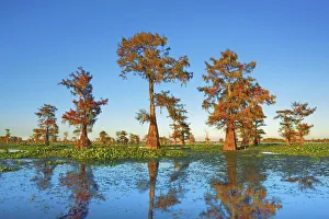Taxodium Distichum Prints: Bald cypress and water hyacinths - USA, Louisiana, St. Martin, Henderson Lake