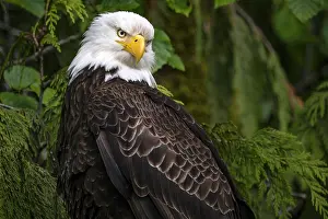 Eyes Prints: A bald eagle close up in the Great Bear Rainforest, British Columbia, Canada