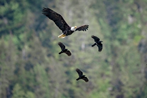 Eagle Prints: A bald eagle is falnked by ravens in the Great Bear Rainforet, British Columbia, Canada