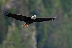 Eagle Prints: A bald eagle in flight in the Great Bear Rainforest, British Columbia, Canada