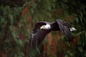 Eagle Prints: A bald eagle in flight in the Great Bear Rainforest, British Columbia, Canada