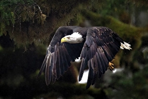 Eagle Prints: A bald eagle in flight in the Great Bear Rainforest, British Columbia, Canada