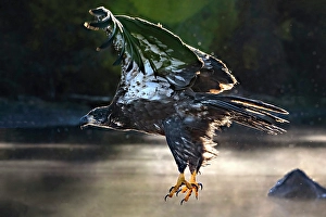 Eagle Prints: A bald eagle in flight inthe early morning in Chilko Lake, British Columbia, Canada