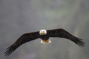 Eagle Prints: A bald eagle in flight in the snow in the Great Bear Rainforest, British Columbia, Canada