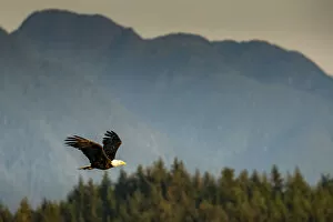 Bald eagle flying on Vancouver Island, British Columbia, Canada