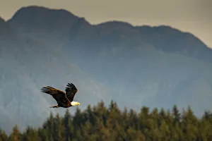 Images Dated 21st February 2020: Bald eagle flying on Vancouver Island, British Columbia, Canada