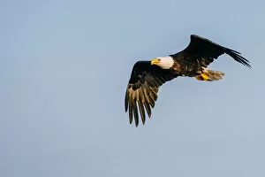 Images Dated 21st February 2020: Bald eagle flying on Vancouver Island, British Columbia, Canada