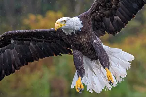 Eagle Prints: Bald Eagle (Haliaeetus Leucocephalus), Ontario, Canada