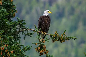 Apex Predator Prints: Bald eagle (Haliaeetus leucocephalus), Haines, Alaska, USA