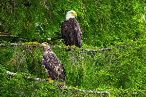 Apex Predator Prints: Bald eagle (Haliaeetus leucocephalus), Shrimp Bay, Alaska, USA