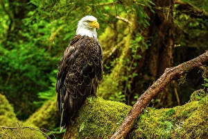 Apex Predator Prints: Bald eagle (Haliaeetus leucocephalus)