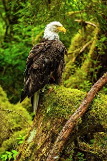 Apex Predator Prints: Bald eagle (Haliaeetus leucocephalus)