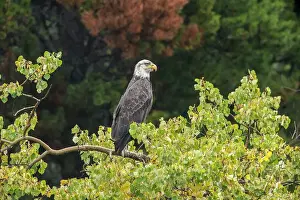 Apex Predator Prints: Bald eagle (Haliaeetus leucocephalus) Adult attracted to spawning sockeye salmon
