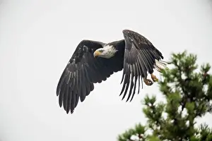 Taking Flight Prints: Bald eagle (Haliaeetus leucocephalus) Adult attracted to spawning sockeye salmon