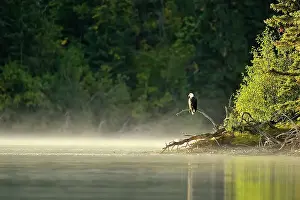 Apex Predator Prints: Bald Eagle (Haliaeetus leucocephalus) Alert for spawnig salmon and salmon carcasses along the Chilko River