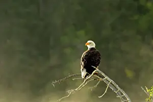 Apex Predator Prints: Bald Eagle (Haliaeetus leucocephalus) Alert for spawnig salmon and salmon carcasses along the Chilko River