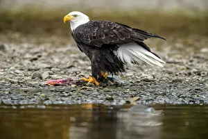 Apex Predator Prints: Bald eagle (Haliaeetus leucocephalus)- Attracted to sockeye salmon run on the Chilko River