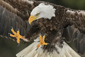 Eagle Prints: Bald Eagle (Haliaeetus leucocephalus) - captive, Ontario, Canada