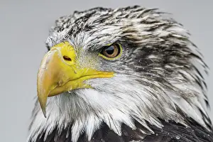 Eagle Prints: Bald Eagle (Haliaeetus leucocephalus) - captive bred, Ontario, Canada