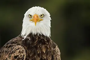 Headshot Prints: Bald Eagle (Haliaeetus leucocephalus) - captive bred, Ontario, Canada