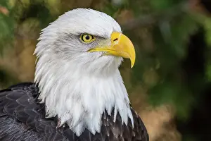 Headshot Prints: Bald Eagle (Haliaeetus leucocephalus) - captive bred, Ontario, Canada