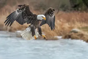 Bald Eagle (Haliaeetus leucocephalus) - captive bred, Ontario, Canada