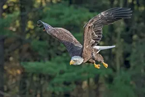 Eagle Prints: Bald Eagle (Haliaeetus leucocephalus) - captive bred