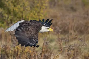 Eagle Prints: Bald Eagle (Haliaeetus leucocephalus) - captive bred