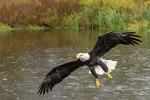 Eagle Prints: Bald Eagle (Haliaeetus leucocephalus) in flight - captive bred, Ontario, Canada