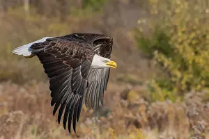 Eagle Prints: Bald Eagle (Haliaeetus leucocephalus) in flight - captive bred, Ontario, Canada