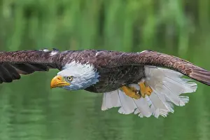 Eagle Prints: Bald Eagle (Haliaeetus leucocephalus) in flight - captive bred, Ontario, Canada