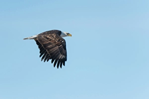 Raptor Prints: The bald eagle (Haliaeetus leucocephalus) flying, Fannystelle, Manitoba, Canada
